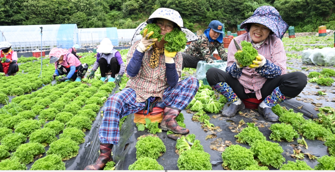 ‘귀하신 몸’ 고랭지 크리스피아노 출하