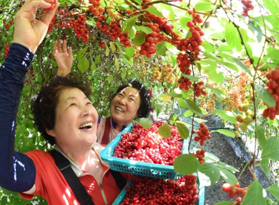 폭염·가뭄 이기고 거창 오미자 첫 수확(가북면)