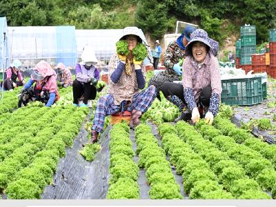 ‘귀하신 몸’ 고랭지 크리스피아노 출하