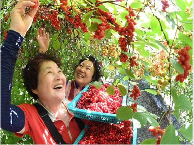폭염·가뭄 이기고 거창 오미자 첫 수확(가북면)